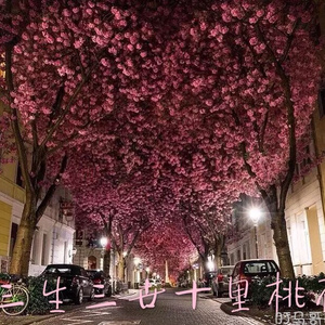 国产麻豆视频网站
