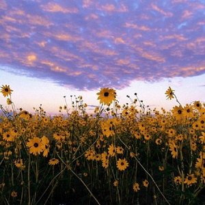 国产麻豆视频网站
